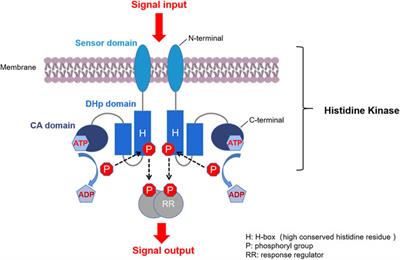 Recent Advances in Histidine Kinase-Targeted Antimicrobial Agents